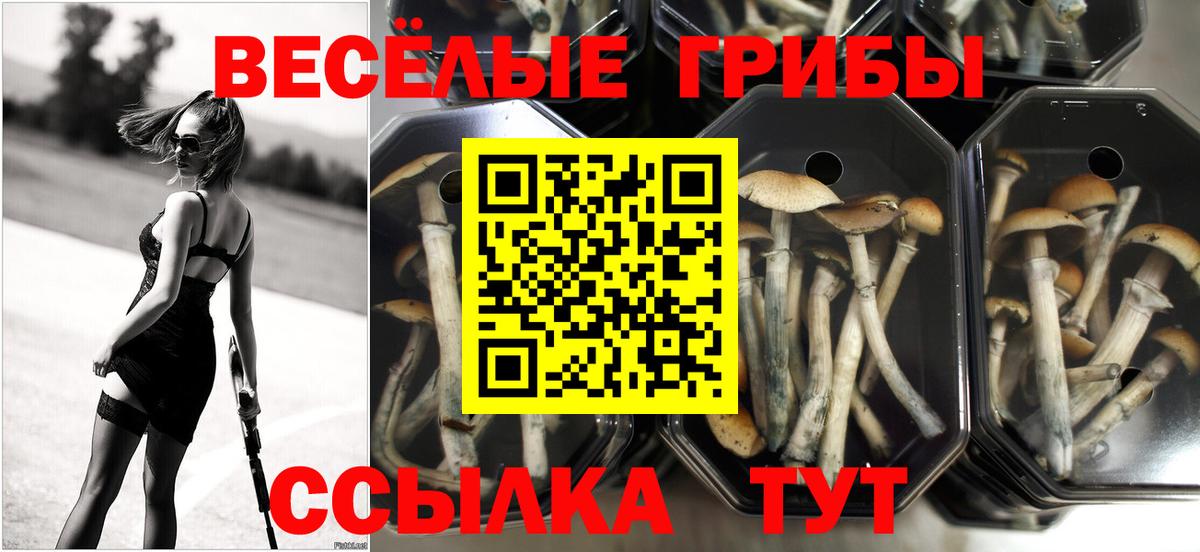 Галлюциногенные грибы GOLDEN TEACHER Минусинск